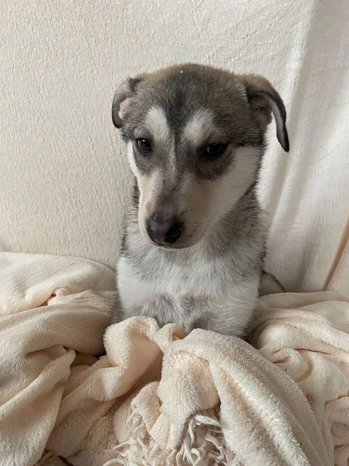 Help the puppy find a home - My, Good league, Homeless animals, Kindness, Pets, Saint Petersburg, In good hands, Dog, Husky, Siberian Husky, Puppies, Overexposure, Lost, Shelter, No rating, Help, Helping animals, Animals, Funny animals