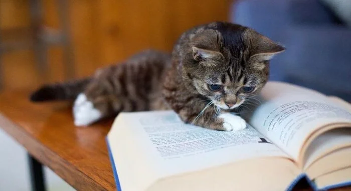 What have you read recently or are you reading now? - My, cat, Kittens, Small cats, The photo, Recommend a book, Question, Ask Peekaboo