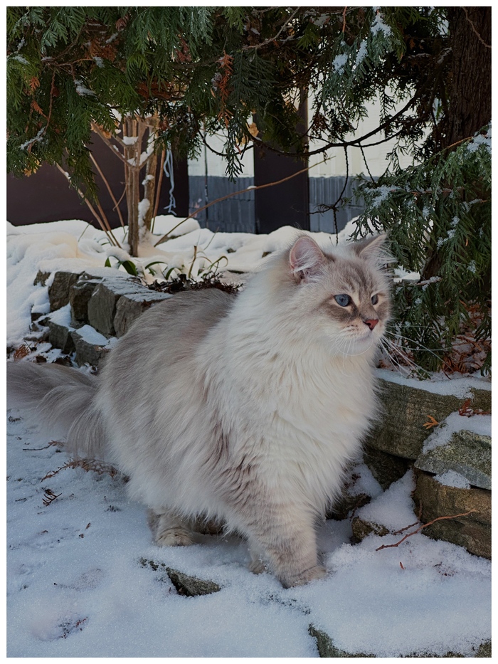 Мой Снежный Барс!