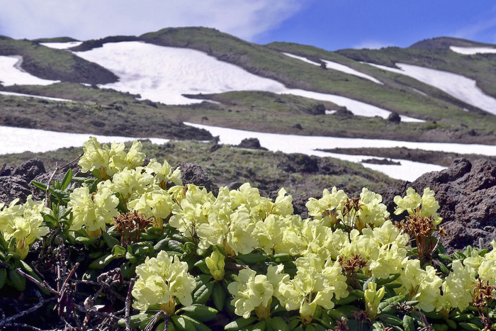    .  ,   ,  .  .    <!--noindex--><a href="https://pikabu.ru/story/rododendronyi_rossii_zolotistyiy_12417181?u=http%3A%2F%2Fplantarium.ru&t=plantarium.ru&h=a99e55320aea562513d8f75971d3e7338d0dbe18" title="http://plantarium.ru" target="_blank" rel="nofollow noopener">plantarium.ru</a><!--/noindex-->.