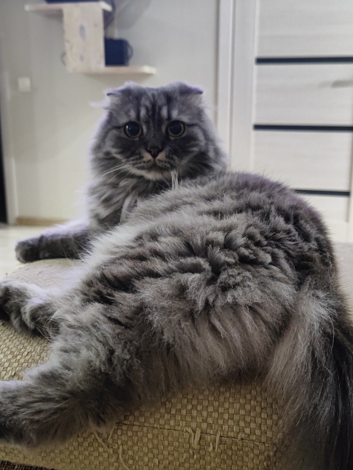 Самый красивый кот