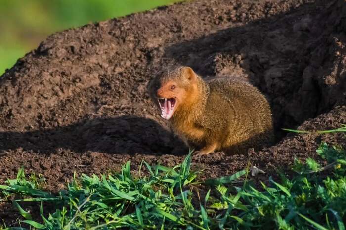Карликовый мангуст.