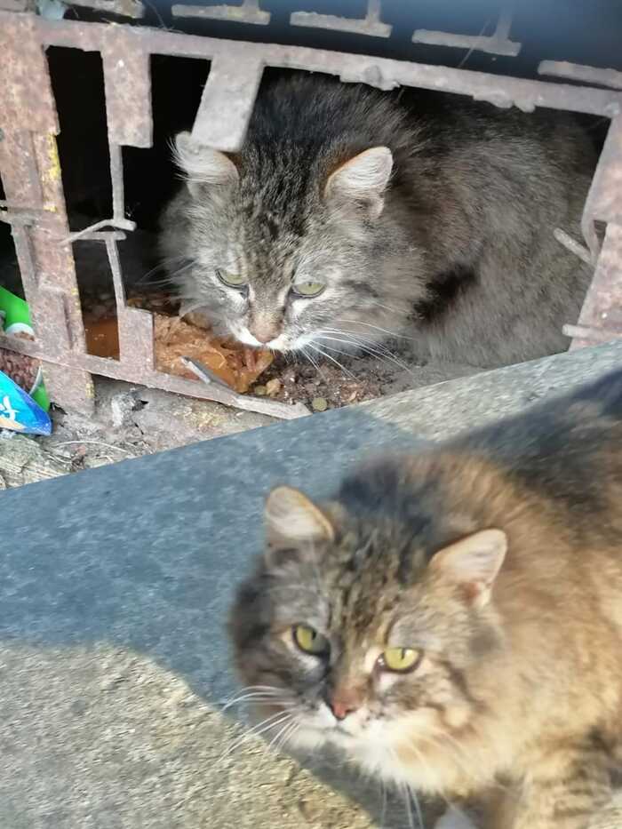 Сибирская пушистая кошка из Балабаново пропадает в мороз