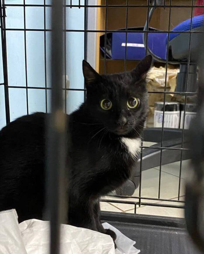 Кошечке некуда идти...