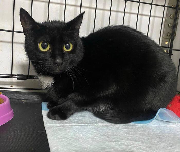 Кошечке некуда идти...