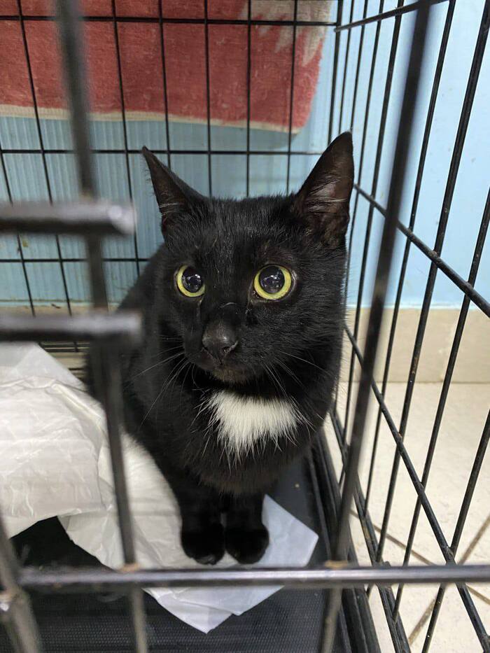 Кошечке некуда идти...