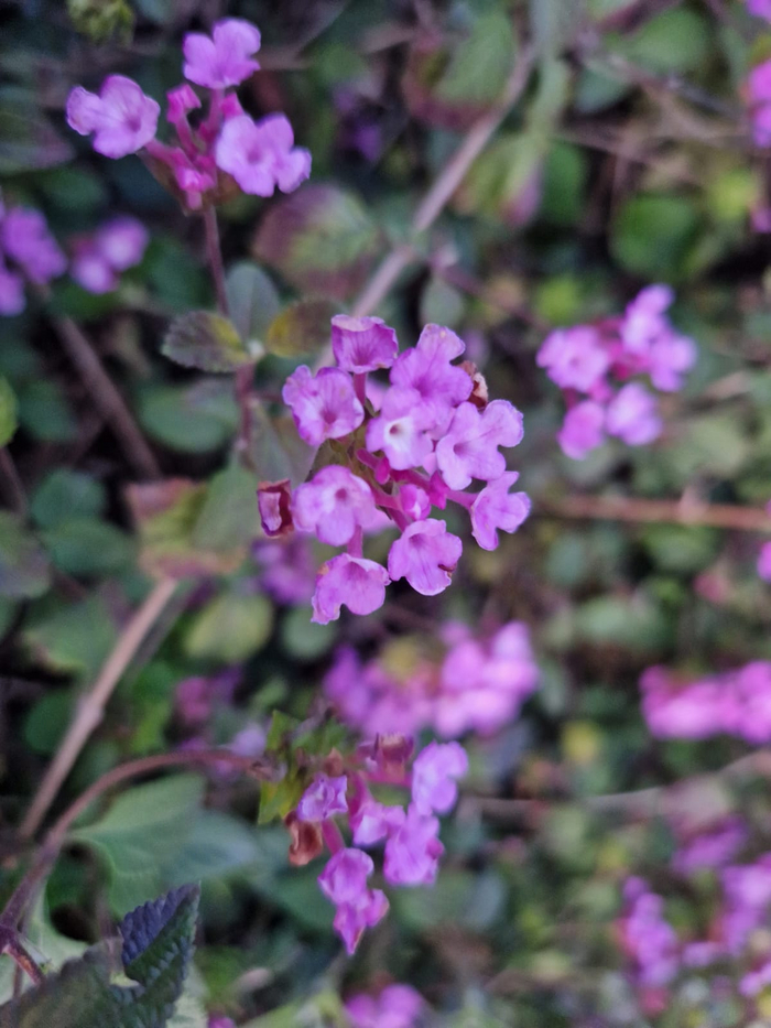 ��� �����-�� ����� ��������