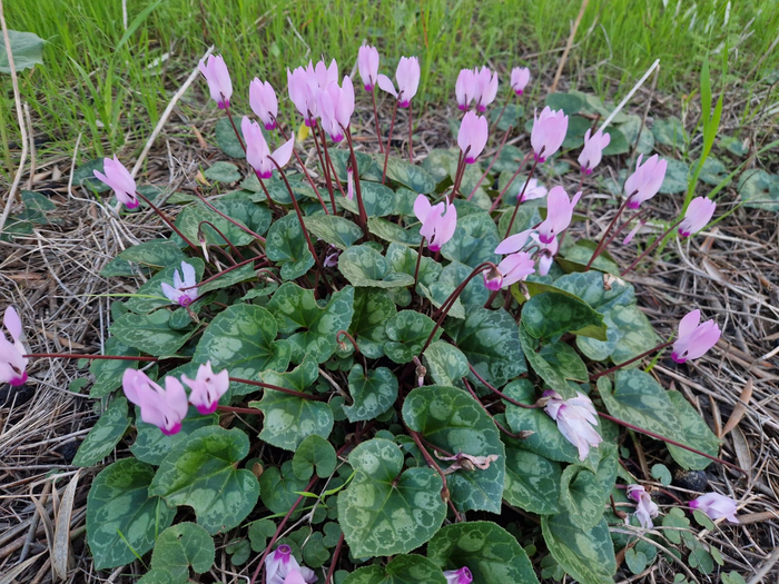 ����������� �����������, ������ ���� ��� ���� ����. ������ � ������ ���� �� ������ ����