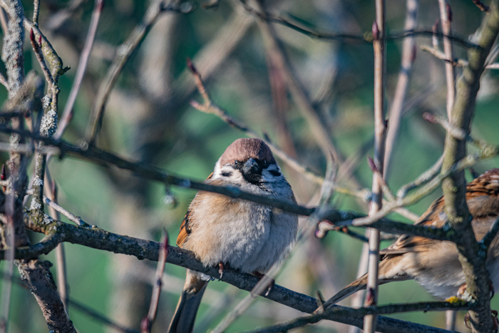 ��� ��������