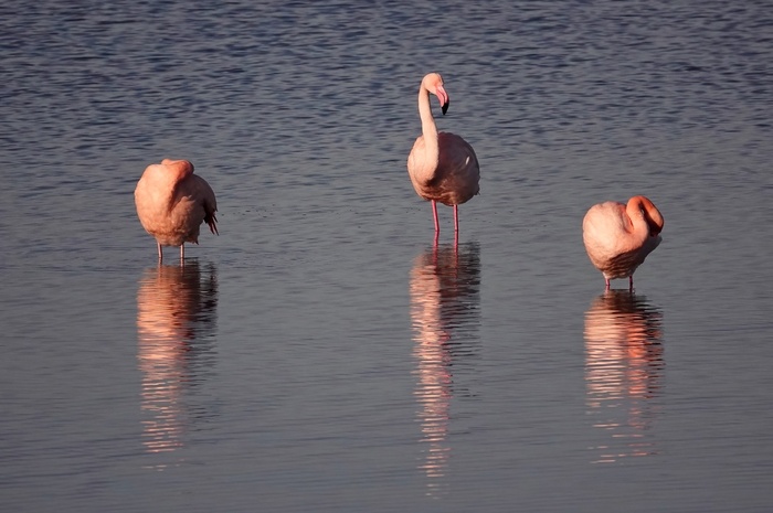 Фламинго в Голландии можно встретить в дикой природе, они прилетели из Германии (возможно, сбежали из зоопарка) и прекрасно себя здесь чувствуют. Фото сделала в январе этого года.
