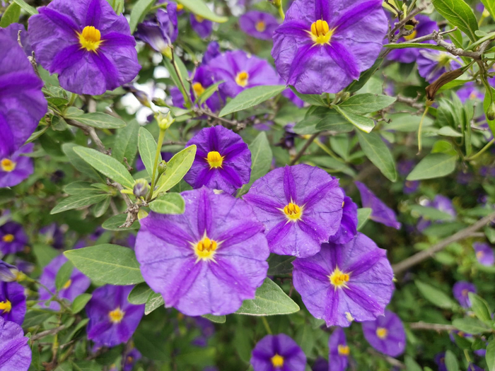 �����-�� ���� ������� ������