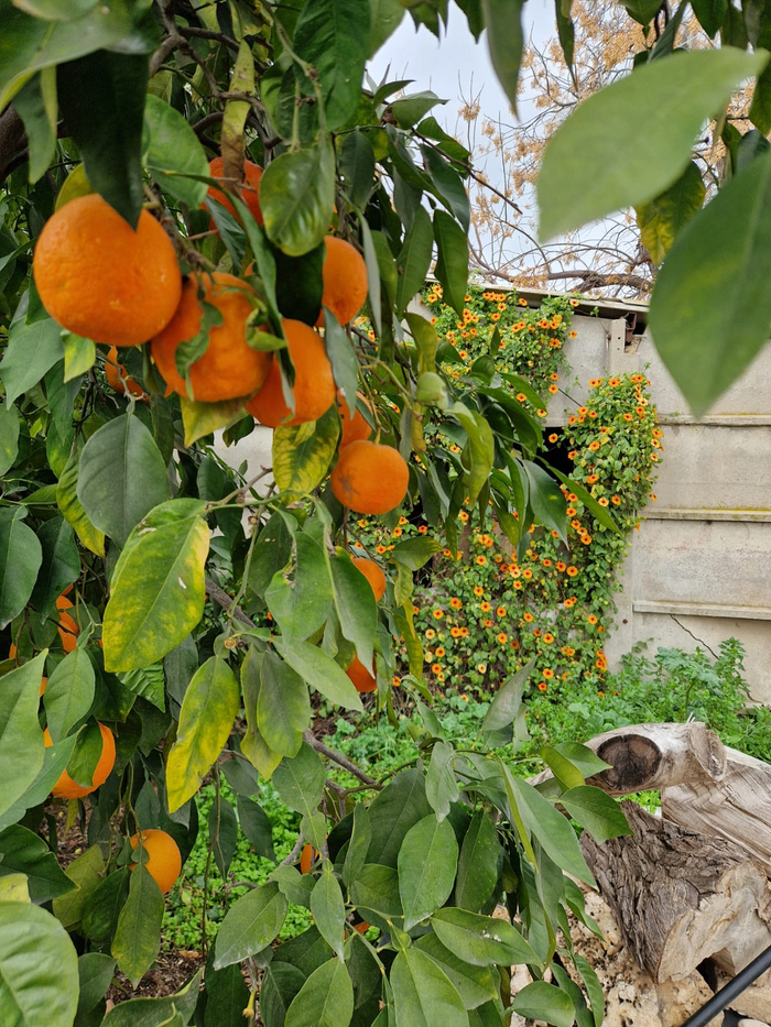 ��� ���������