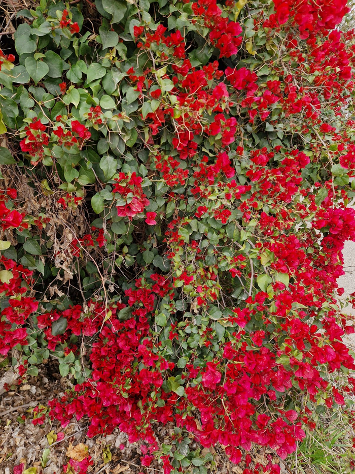 ��� ������