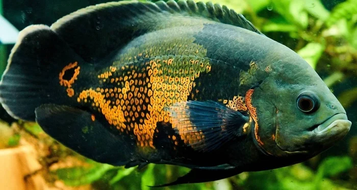 Sapphire Parakeets, Apistogramma, Labidochromis Yellow, Black-barred Cichlasoma, and Astronotus: Reviews from Aquarists and Experts - Series Underwater world, My, Aquarium, Aquarium, Cichlids, Aquarium fish, Longpost