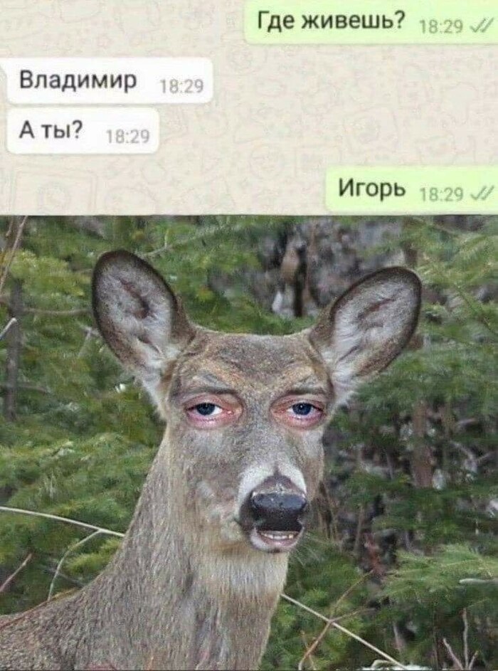 Вот и познакомились...