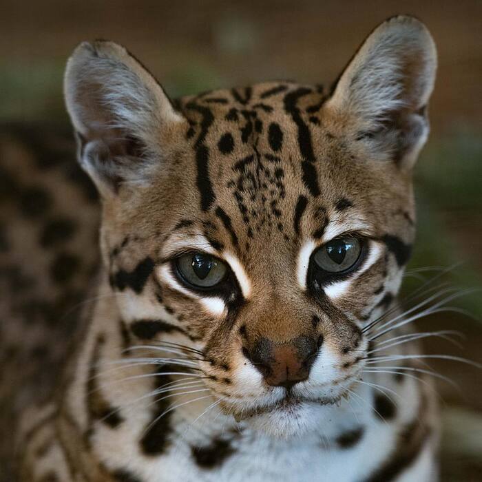 Портрет оцелота