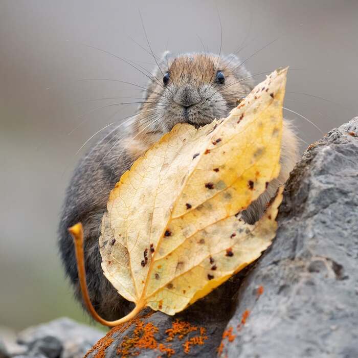 Американская пищуха с листиком