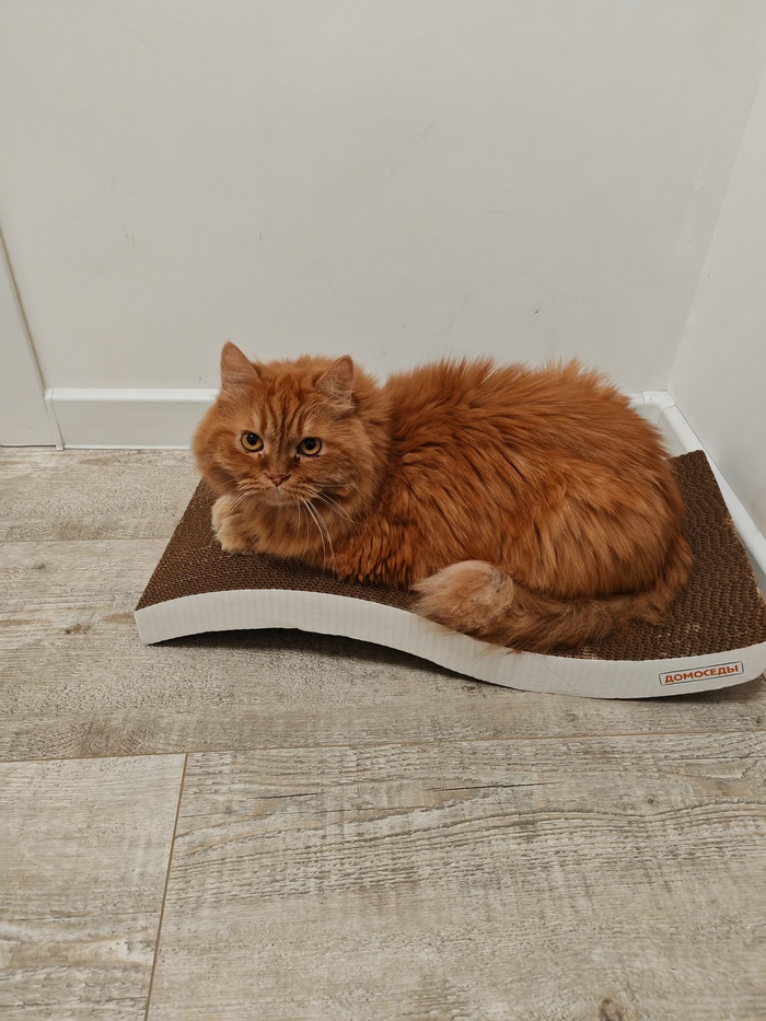 Я у мамы инженер (нет) Рукоделие, Столярка, Я у мамы инженер, Кот, Хобби, Мат, Длиннопост