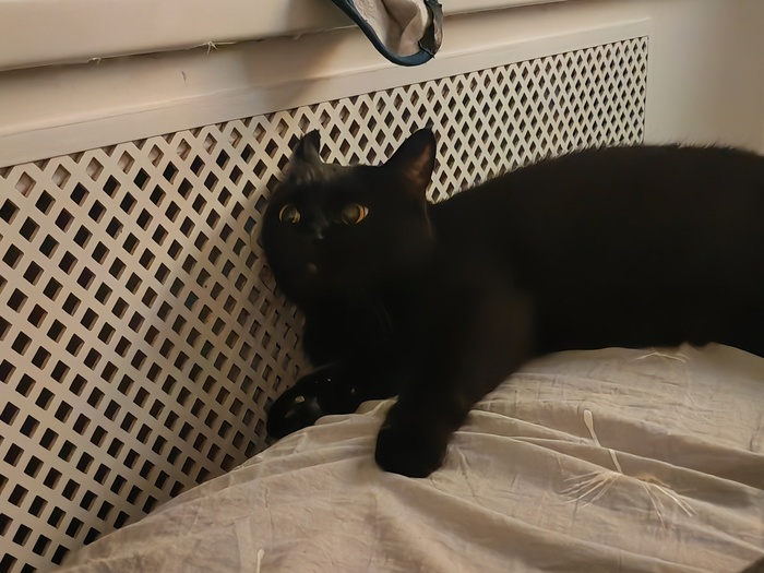 Я у мамы инженер (нет) Рукоделие, Столярка, Я у мамы инженер, Кот, Хобби, Мат, Длиннопост