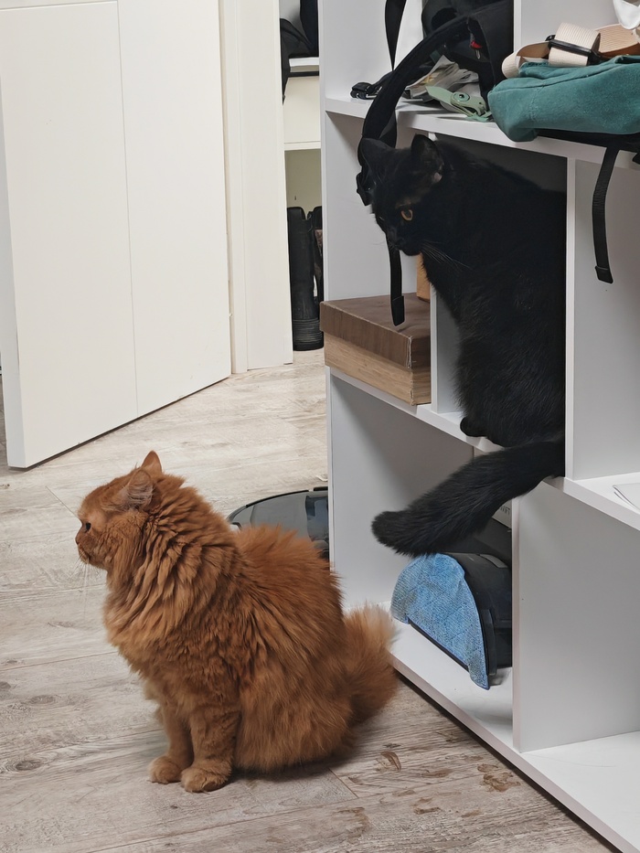 Я у мамы инженер (нет) Рукоделие, Столярка, Я у мамы инженер, Кот, Хобби, Мат, Длиннопост