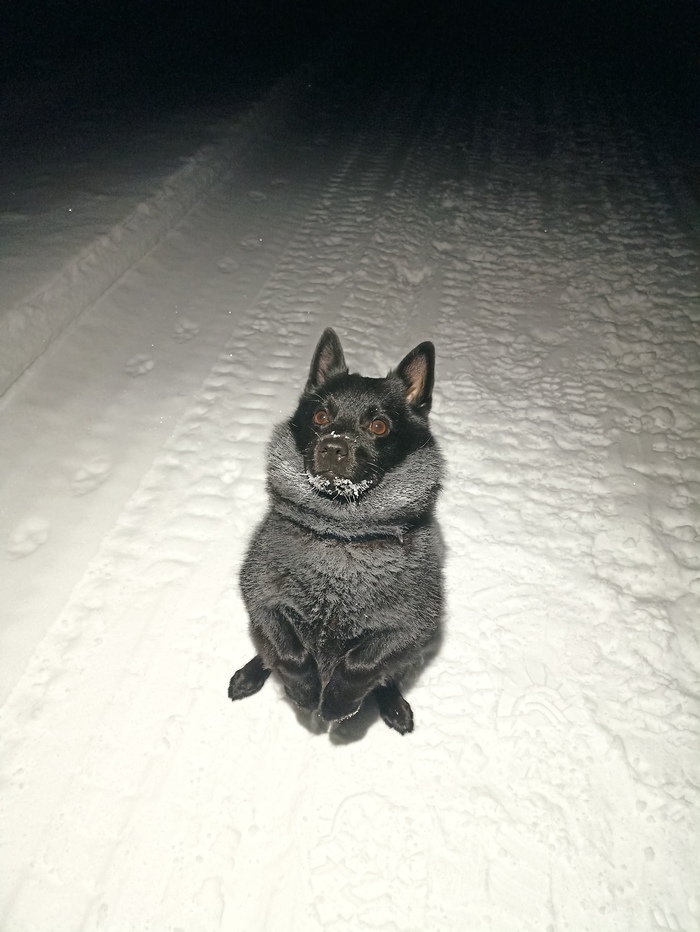 Морозный пёс