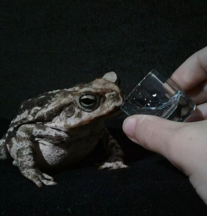  ?  ? , It Is Wednesday My Dudes, , , 