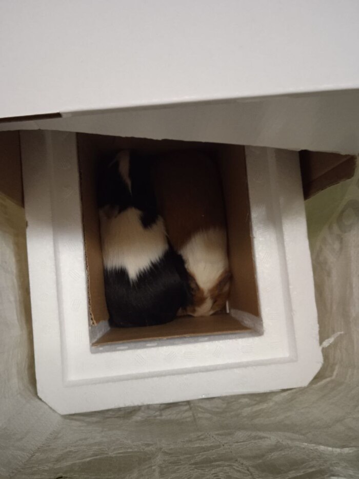       -  ) ,  ,  ,  , , 