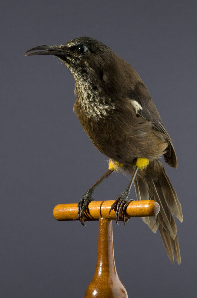 � ������ ��� � ������ ����������� ����� ����� ����� ������������ ����. ���� Charley Myers (<!--noindex--><a href="https://pikabu.ru/story/posledniy_v_mire_samets_cheshuegorlogo_mokho_pel_ne_znaya_chto_samka_emu_nikogda_ne_otvetit_istoriya_odnoy_pesni_12424306?u=http%3A%2F%2Fflickr.com&t=flickr.com&h=00f33e3721471ba29e2ca96a4c409fec5ea4b238" title="http://flickr.com" target="_blank" rel="nofollow noopener">flickr.com</a><!--/noindex-->)