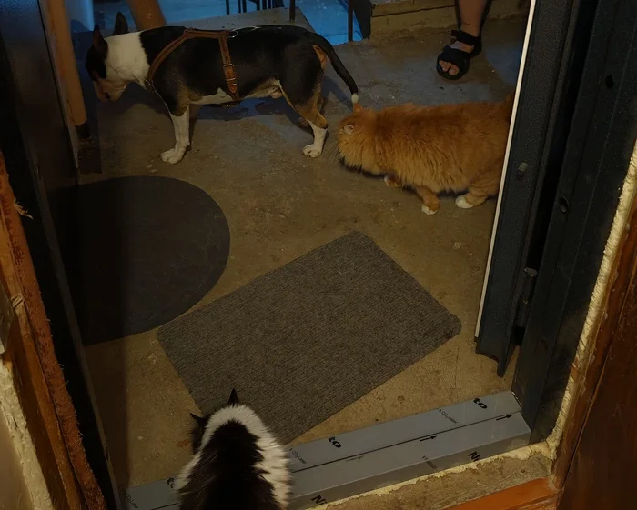 The Cats are bullying bully) - My, cat, Pets, Bull terrier, Fluffy, Dog, Cats and dogs together, The photo