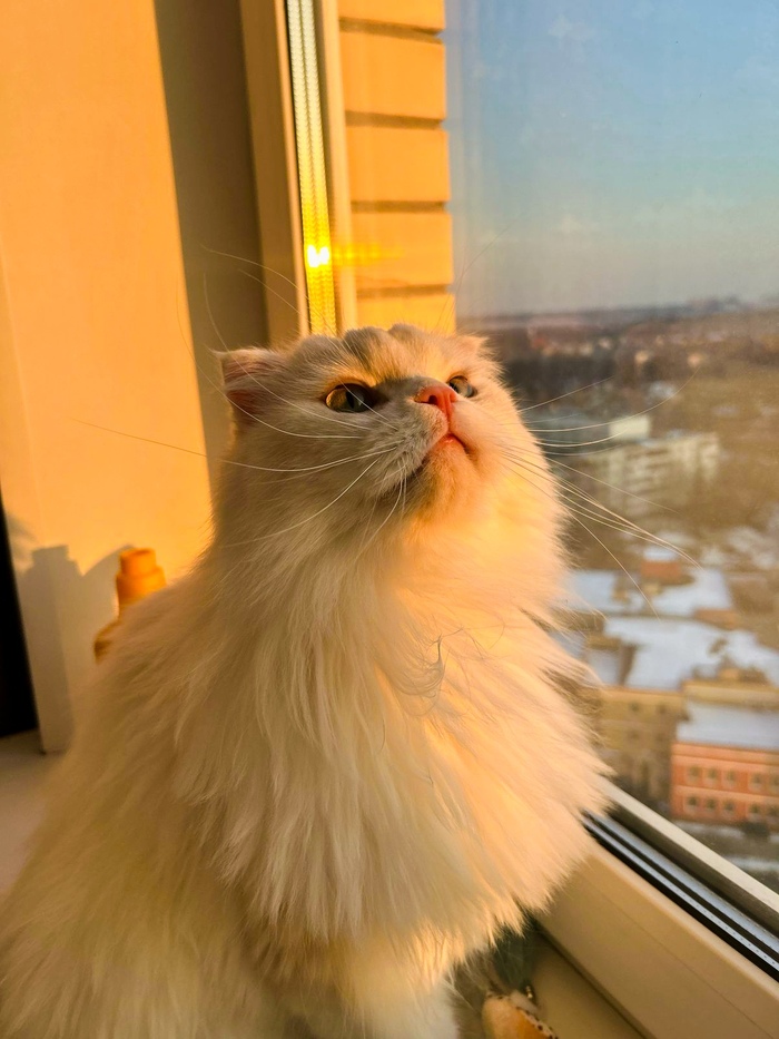 Cat  , , , , , , 
