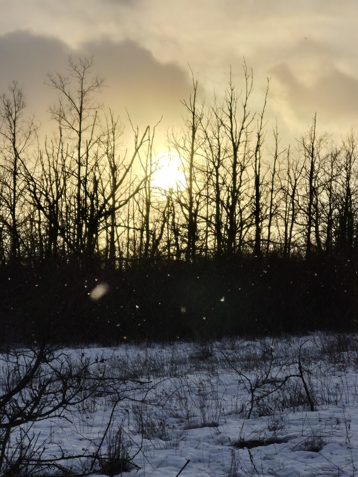 Идёт снег в Щепкинском лесу, закат, Ростов-на-дону