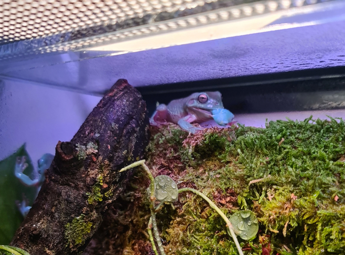 Кушает гусеничку бражника