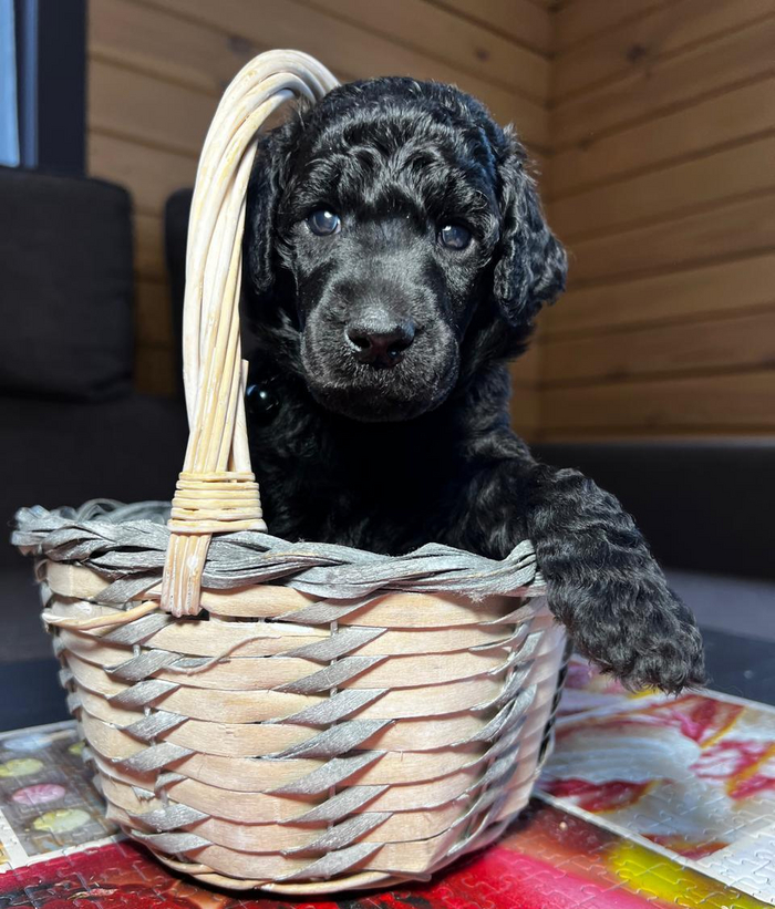 Leggero Danzatori Kvellon 07.10.2023. ������� 23 ���.