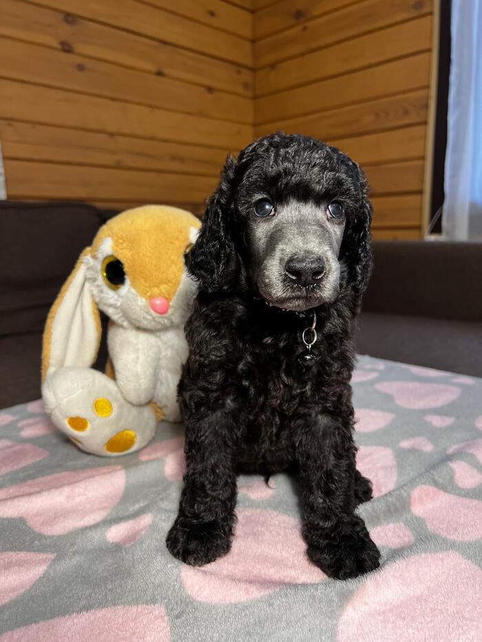 Leggero Danzatori Kvellon 15.10.2023. ������� 31 ����.