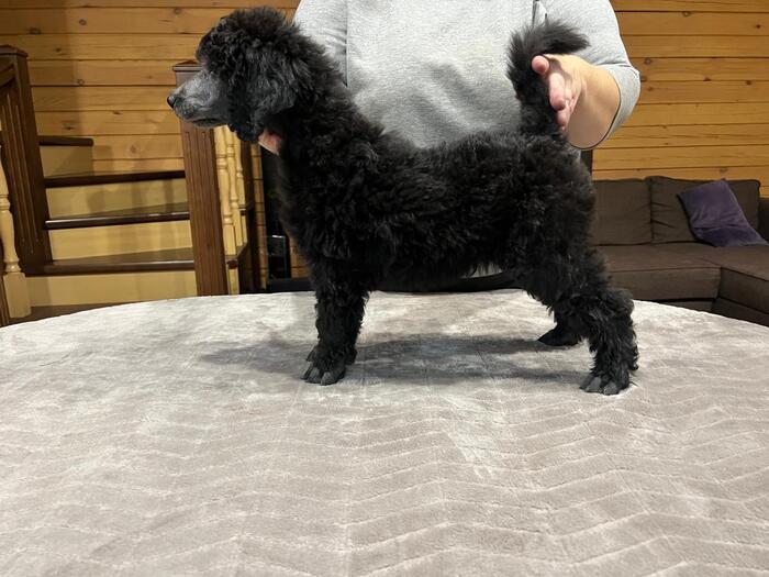 Leggero Danzatori Kvellon 01.11.2023. ������� 47 ����.