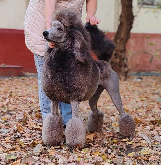 Leggero Danzatori Kvellon 01.10.2024. ������� 12 �������.