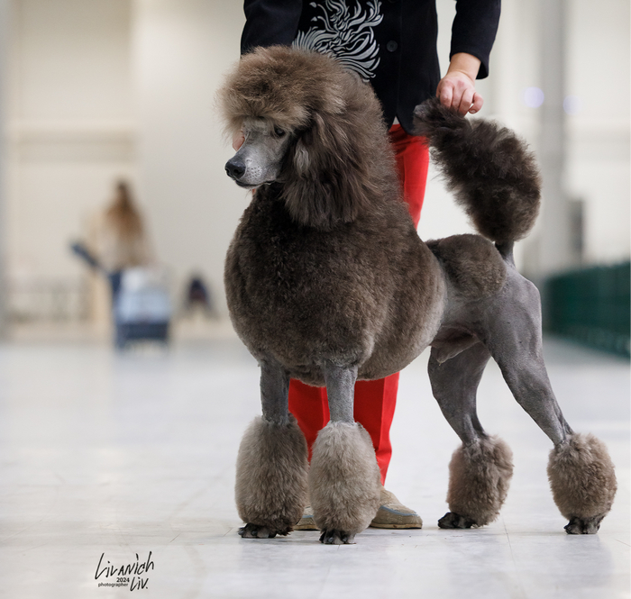 Leggero Danzatori Kvellon 22.10.2024. ������� 13 �������.