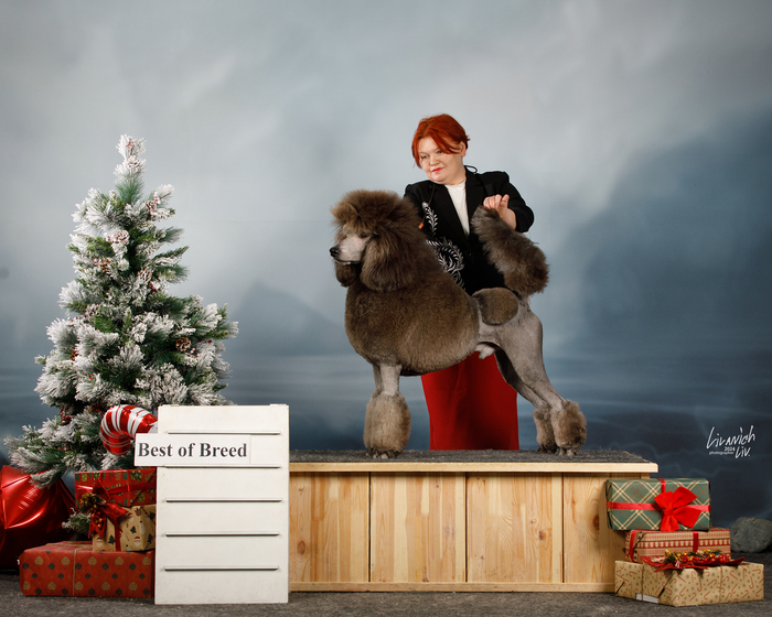 Leggero Danzatori Kvellon 23.12.2024. ������� 16 �������.