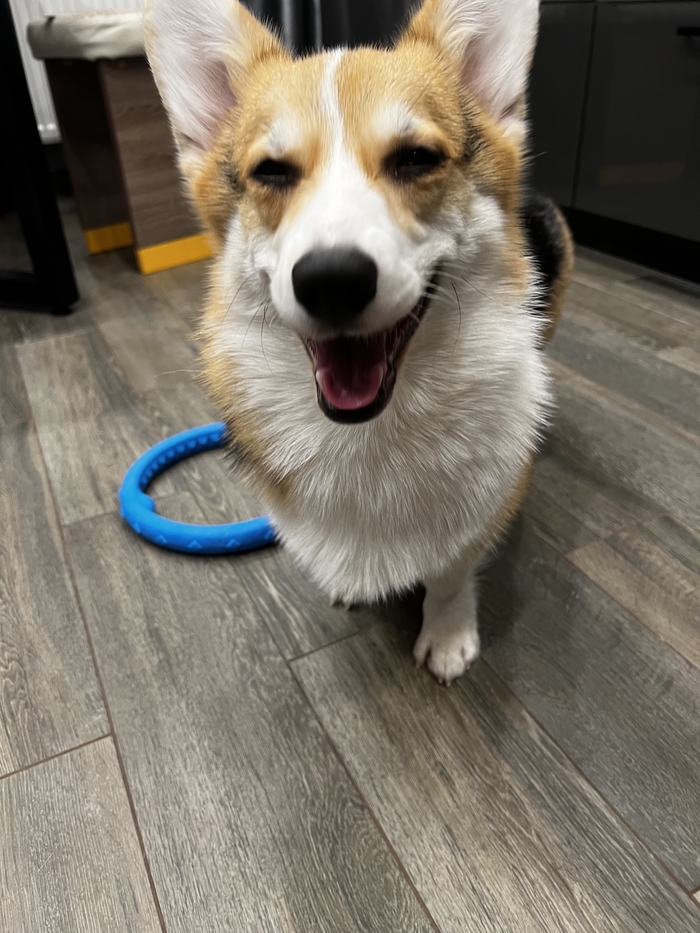 Собака-улыбака