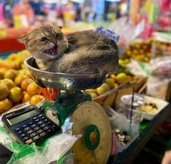 ���� ��������