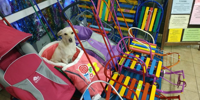 Ответ на пост «Забавная бытовая зарисовка»