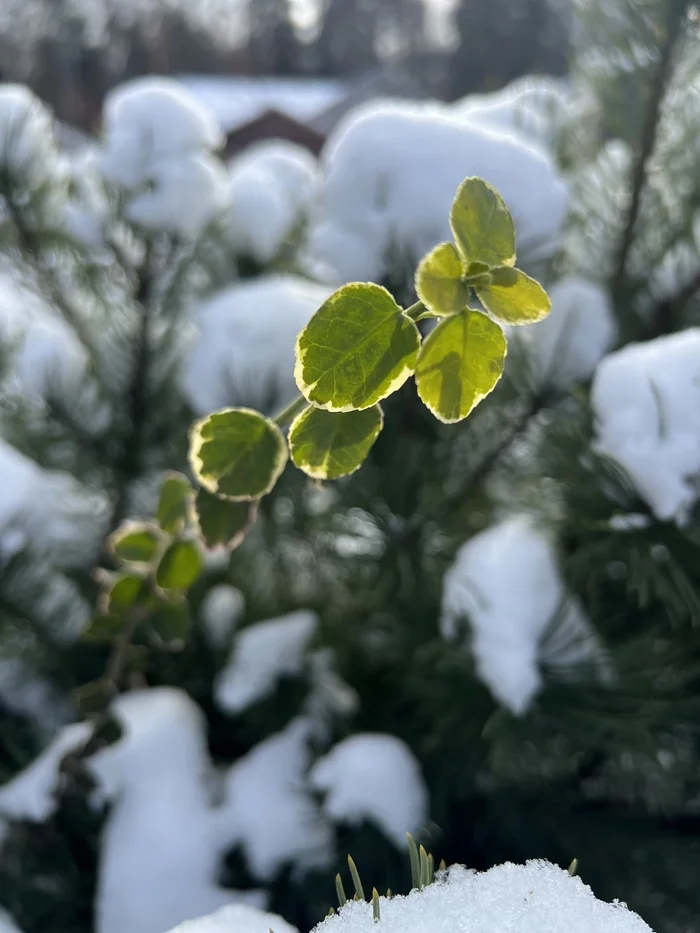 Spring is coming soon, and some people haven't frozen yet - Telegram (link), Mobile photography, Plants, Spring, Photographer