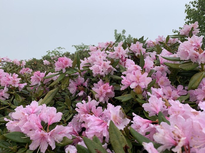  .    <!--noindex--><a href="https://pikabu.ru/story/rododendronyi_rossii_kavkazskie_vidyi_12428869?u=http%3A%2F%2Fkavkazzapoved.ru&t=kavkazzapoved.ru&h=6b6e41b3747bd9a1fdb4a85d233616d742ddb13c" title="http://kavkazzapoved.ru" target="_blank" rel="nofollow noopener">kavkazzapoved.ru</a><!--/noindex-->.