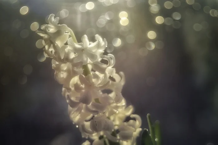 Hyacinth in the kitchen - My, The photo, Lens, Counterguard, Soviet lenses, Longpost