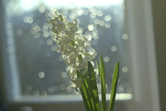 Hyacinth in the kitchen - My, The photo, Lens, Counterguard, Soviet lenses, Longpost