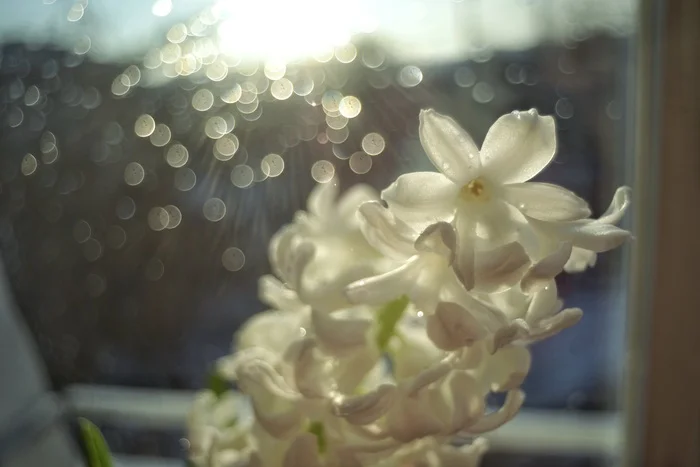 Hyacinth in the kitchen - My, The photo, Lens, Counterguard, Soviet lenses, Longpost