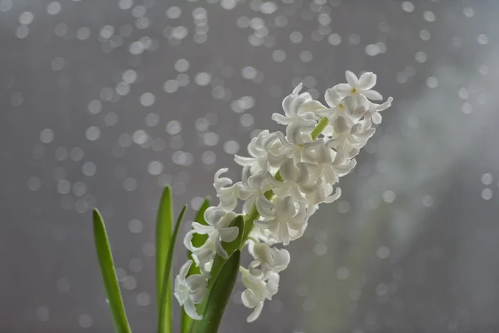 Hyacinth in the kitchen - My, The photo, Lens, Counterguard, Soviet lenses, Longpost