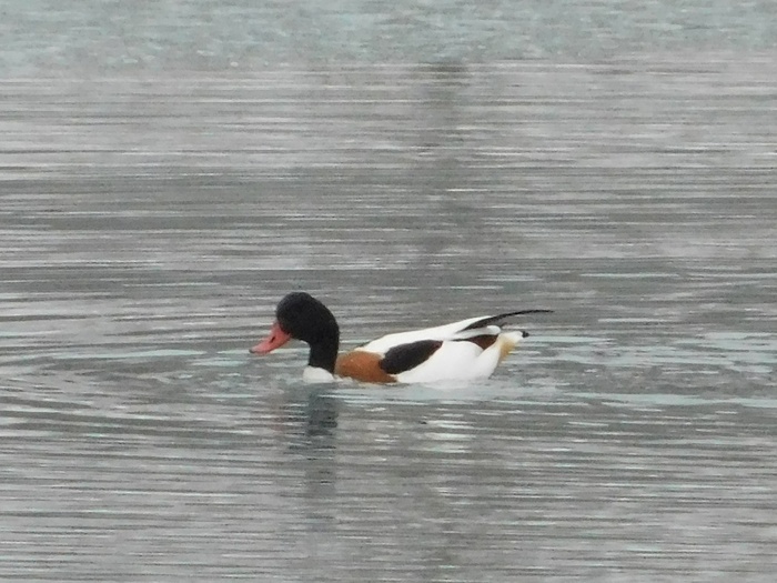 , 01.02.2025,  ,   .