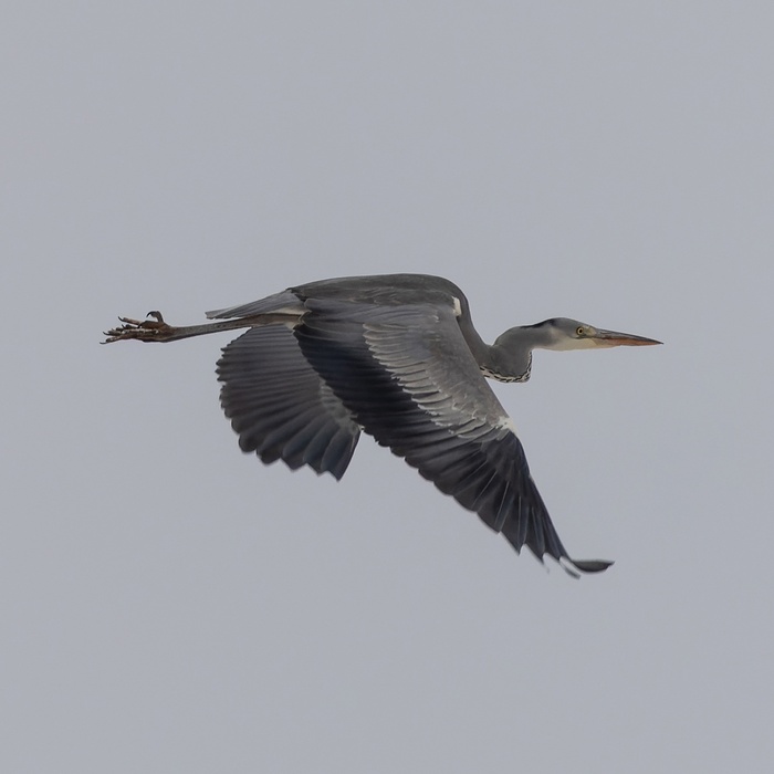  , 11.01.2025,  ,   .