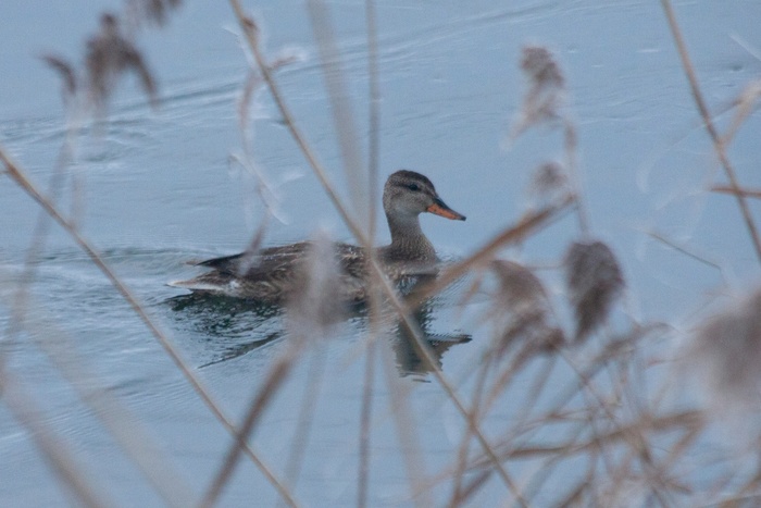  , 07.01.2025,  ,   .